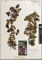 Foto von Salix myrsinifolia Salisb.